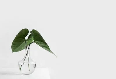 deux feuilles vertes dans vase
